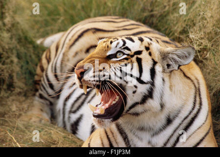 Tigre di ringhio Foto Stock