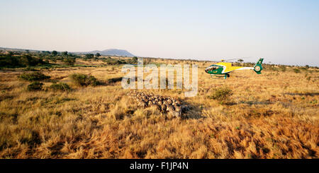 Elicottero sopra Zebra mandria Parco Nazionale Kruger Mpumalanga, Sud Africa Foto Stock