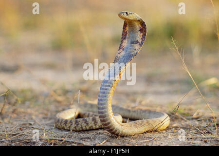 Spitting Cobra pronti a colpire Foto Stock