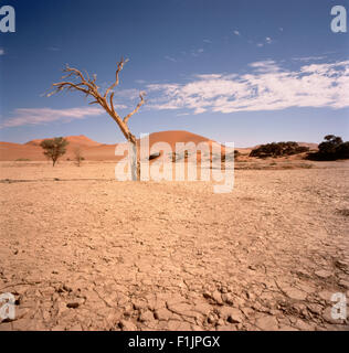 Deserto Sossusvlei, Namib Desert, Namibia, Africa Foto Stock