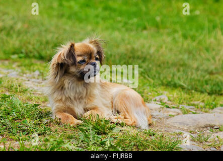 Ritratto di Pekingese dog su un'erba outdoor Foto Stock