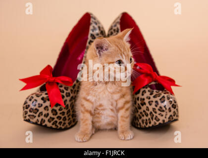 Tacchi gattino minuscolo Ginger tom kitten poste a macchia di leopardo alta scarpe con tacco che sono grandi come il piccolo gatto. Foto Stock