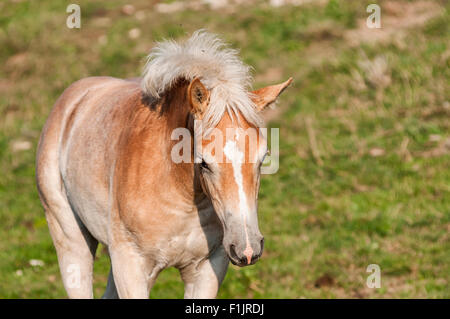 Puledra avelignese in montagna Foto Stock