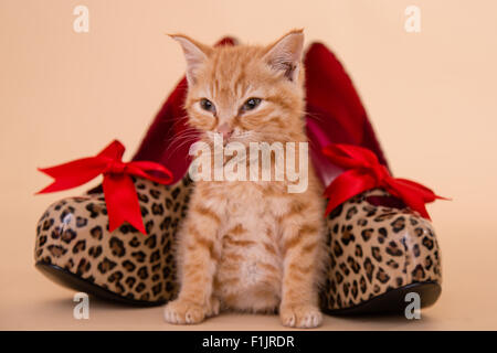 Tacchi gattino minuscolo Ginger tom kitten poste a macchia di leopardo alta scarpe con tacco che sono grandi come il piccolo gatto. Foto Stock