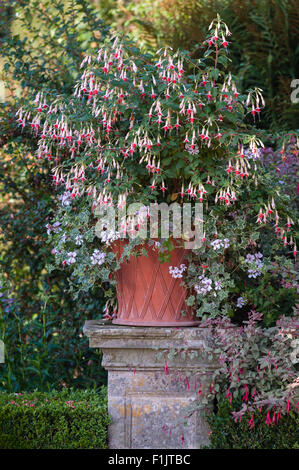 Powis Castle Gardens, Welshpool, Wales, Regno Unito. Un fuchsia su una delle terrazze sotto il castello, tarda estate (Settembre) Foto Stock