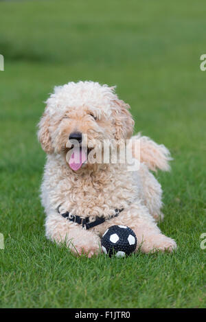 Carino ansimando Labradoodle cane con la sua palla Foto Stock