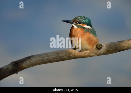 Giovani Alcedo atthis / Comune Kingfisher / Eisvogel nella meravigliosa luce di fronte ad un meraviglioso sfondo. Foto Stock