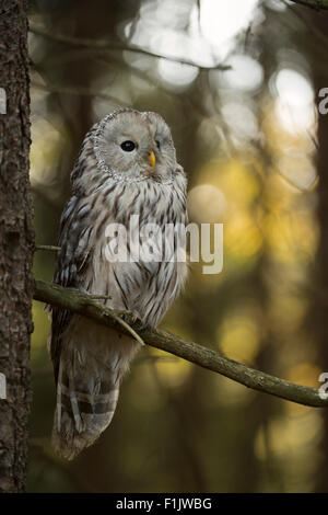 Ural Owl / Habichtskauz ( Strix uralensis ) si siede in un albero con una bella luce solare flares in background. Foto Stock