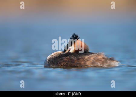 Rilassante ma attento Podiceps cristatus / Svasso maggiore / Haubentaucher galleggiante sull'acqua blu Foto Stock