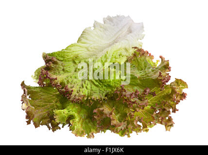 La lattuga foglia di insalata isolati su sfondo bianco Foto Stock