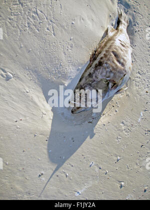 Uno dei centinaia di pesce del Golfo del Messico ucciso da una marea rossa che lavato fino a Siesta Beach a Sarasota, Florida, Stati Uniti d'America. Foto Stock