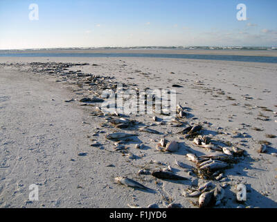 Centinaia di pesci morti dal Golfo del Messico ucciso da una marea rossa sono lavati fino a Siesta Beach a Sarasota, Florida, Stati Uniti d'America. Foto Stock