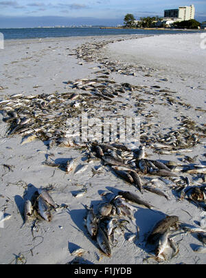 Centinaia di pesci morti dal Golfo del Messico ucciso da una marea rossa sono lavati fino a Siesta Beach a Sarasota, Florida, Stati Uniti d'America. Foto Stock