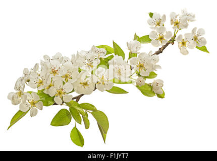 Pear Tree blossom fiore su sfondo bianco Foto Stock