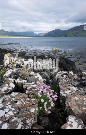 Loch na Keal - con parsimonia crescente sul litorale Isle of Mull Scotland, Regno Unito la007560 Foto Stock