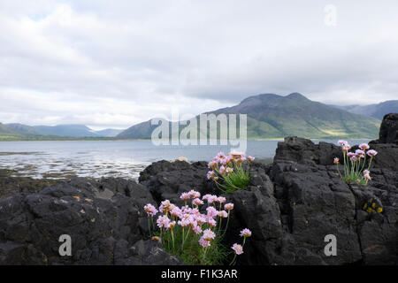 Loch na Keal - con parsimonia crescente sul litorale Isle of Mull Scotland, Regno Unito la007561 Foto Stock