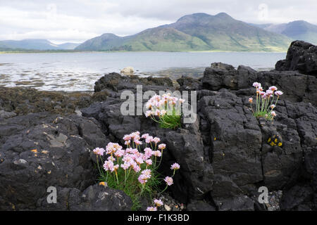 Loch na Keal - con parsimonia crescente sul litorale Isle of Mull Scotland, Regno Unito la007562 Foto Stock