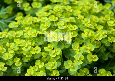 Steppenwolfsmilch, Euphorbia, seguieriana, Foto Stock