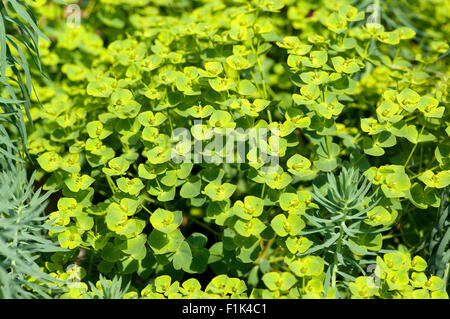 Steppenwolfsmilch, Euphorbia, seguieriana, Foto Stock