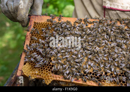 A nido d'ape Foto Stock