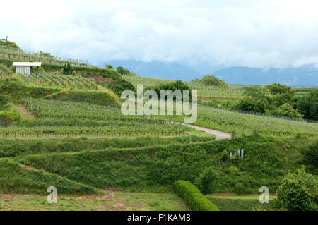 Weinberge, Lenzenberg, Weinterrassen, Foto Stock