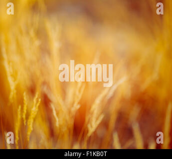 Abstract sfocato sfondo bokeh di fondo con autunno erba secca. Boke erba con la luce del sole dai toni di colori immagine Foto Stock