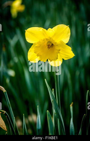 Spring flowers: Daffodils Foto Stock