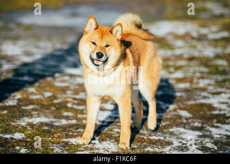 Giovane e bella Red Shiba Inu cucciolo di cane di stare all'aperto in primavera Foto Stock