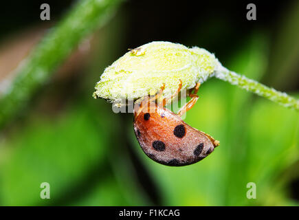 Una coccinella impegnato a mangiare un gourd Amaro fiore Foto Stock