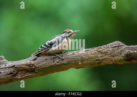 I capretti Siro Picchio Rosso (Dendrocopos syriacus ) su un ramo Foto Stock