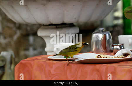 Capo maschio Weaver (Ploceus capensis) nella West Coast National Park di Langebaan, Provincia Occidentale, Sud Africa. Foto Stock