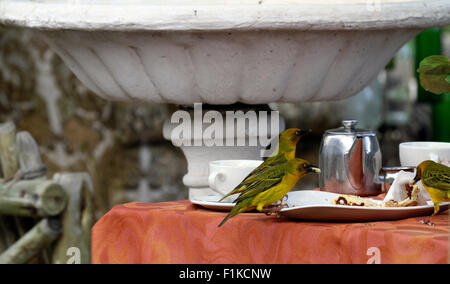 Maschio tessitori del capo (Ploceus capensis) nella West Coast National Park di Langebaan, Provincia Occidentale, Sud Africa. Foto Stock