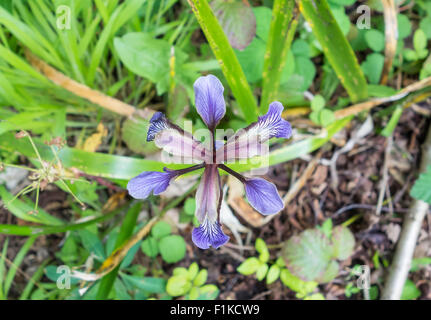 Puzzolente (Iris Iris foetidissima) cresce in una riserva naturale in Herefordshire UK campagna. Foto Stock