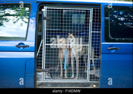 Due cani fissato in un veicolo Foto Stock