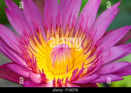 Acqua di rosa lily close up Foto Stock