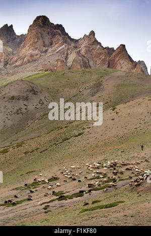 India, Jammu e Kashmir, Fotu La Pass, allevamento di capre pashmina pascolano sulla collina alta altitudine pascoli estivi Foto Stock