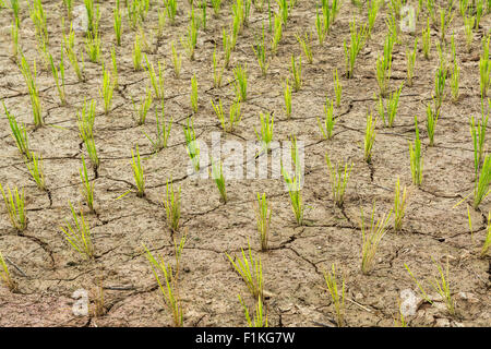 Terreni agricoli essiccati e alberi di riso Foto Stock