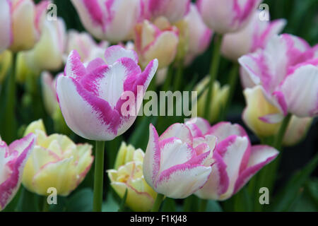 Un delicato tulipano bianco con accenti di colore rosa che cresce in un giardino con più morbido tulipani sfocata intorno ad esso. Foto Stock