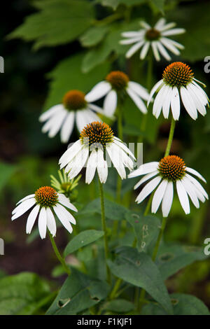 Echinacea purpurea 'White Swan' fiori che sbocciano sullo stelo in un giardino Foto Stock