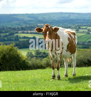 mucca di Guernsey Foto Stock