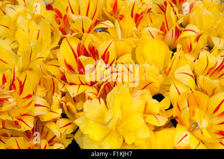 Vivid tulipani gialli con una striscia rossa accent raggruppati insieme per creare un delicato bouquet. Foto Stock