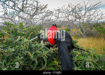 Coppia di fregate coniugata, Nesting - maschio con colorata custodia rossa gonfiato - Isole Galapagos, Ecuador, Sud America Foto Stock