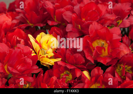 Un gruppo di rosso lacy tulipani circonda un giallo e rosso tulipano striato. Foto Stock