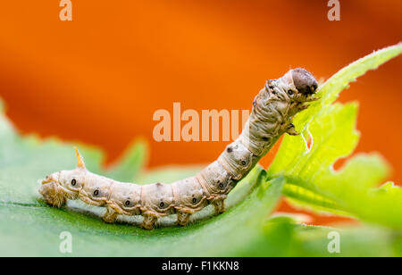 Foto macro di un baco da seta a mangiare una foglia di gelso. Camera per testo . Foto Stock