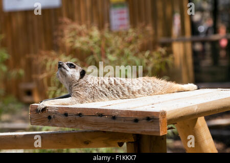 Meerkat (Suricata suricatta) a Wingham Wildlife Park, Kent, Inghilterra Foto Stock