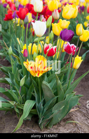 Un giallo e rosso striato tulip comincia una fila di multi-colore di tulipani piantati in una fattoria in Oregon. Foto Stock