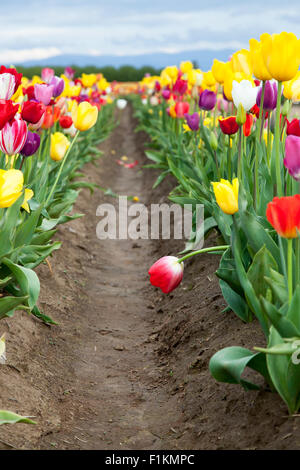 Un rosso tulip si piega nella riga di sporco tra piantato gruppi di multi-colore di tulip fiori. Foto Stock