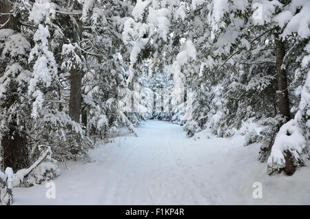 Coperta di neve sentiero in Mercer, Wisconsin Foto Stock