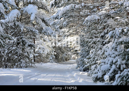 Coperta di neve sentiero in Mercer, Wisconsin Foto Stock