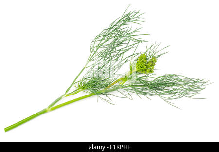 Il finocchio isolati su sfondo bianco. Foeniculum vulgare. Semi di finocchio, semi di finocchio testa. Foto Stock